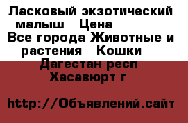 Ласковый экзотический малыш › Цена ­ 25 000 - Все города Животные и растения » Кошки   . Дагестан респ.,Хасавюрт г.